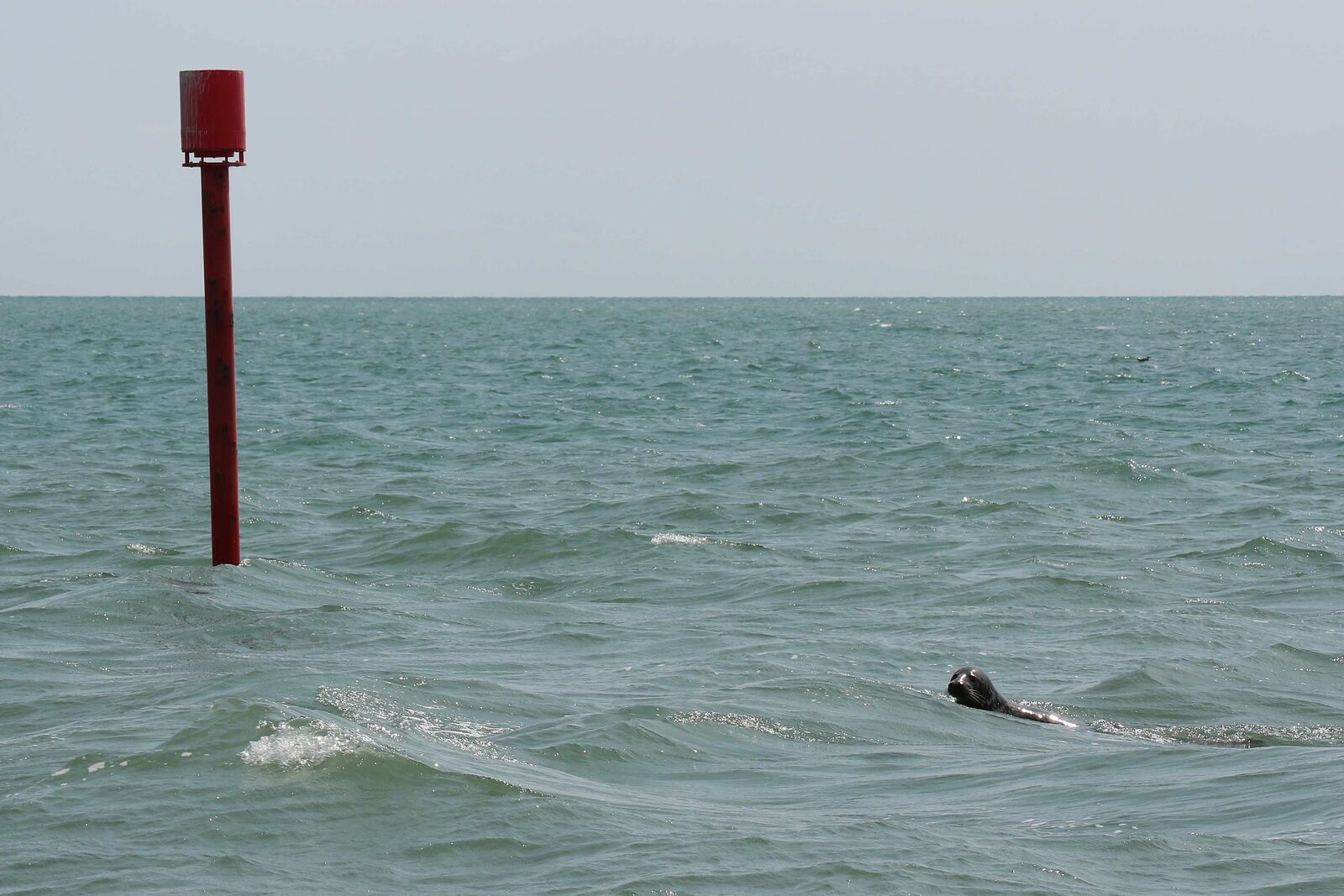 A seal resting on the shingle at Norman's Bay on the East Sussex coast