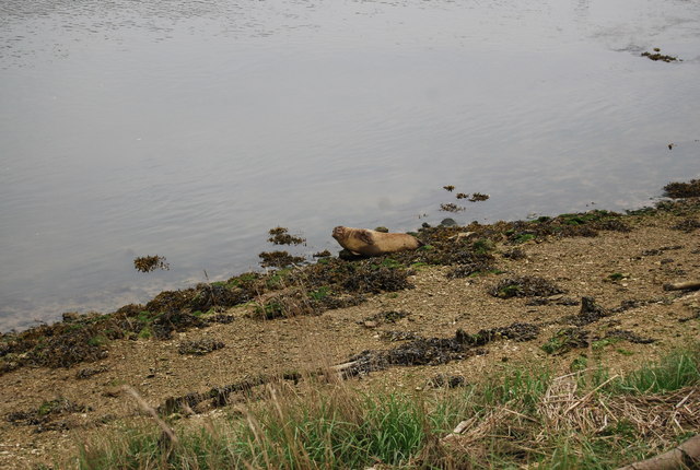 A seal resting on the grassy bank of the River Ouse in East Sussex