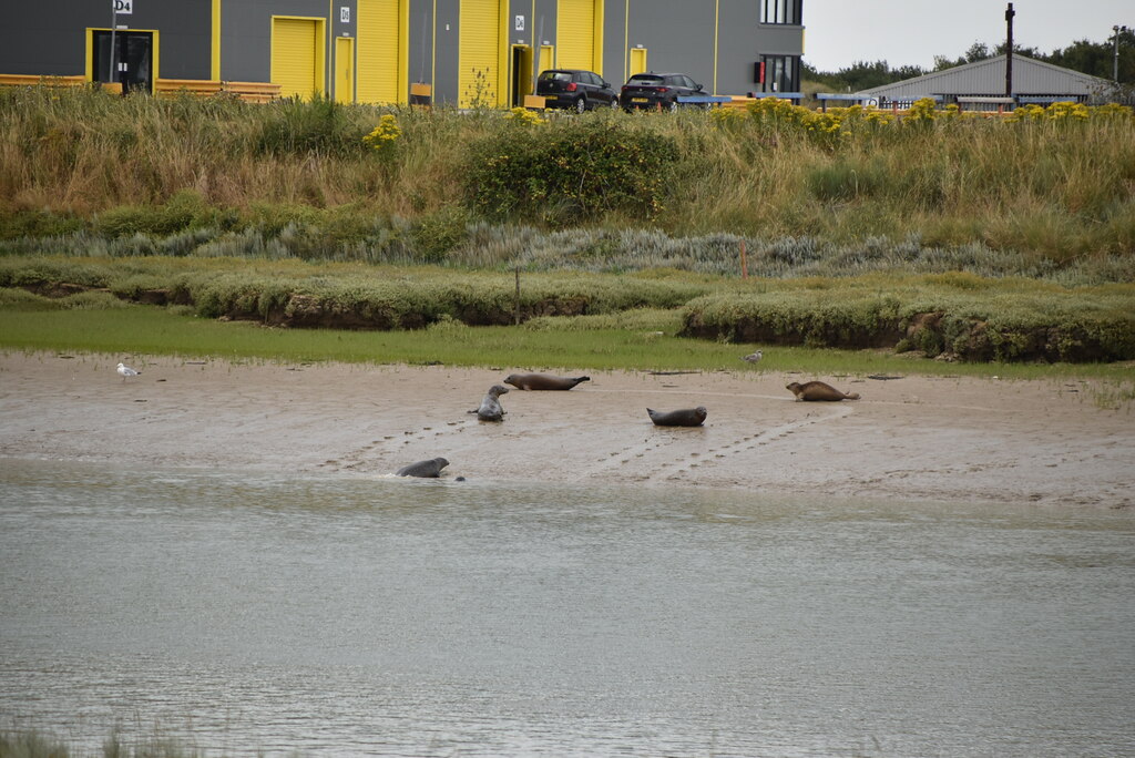 Seals hauled out on a muddy river bank on the River Rother in East Sussex