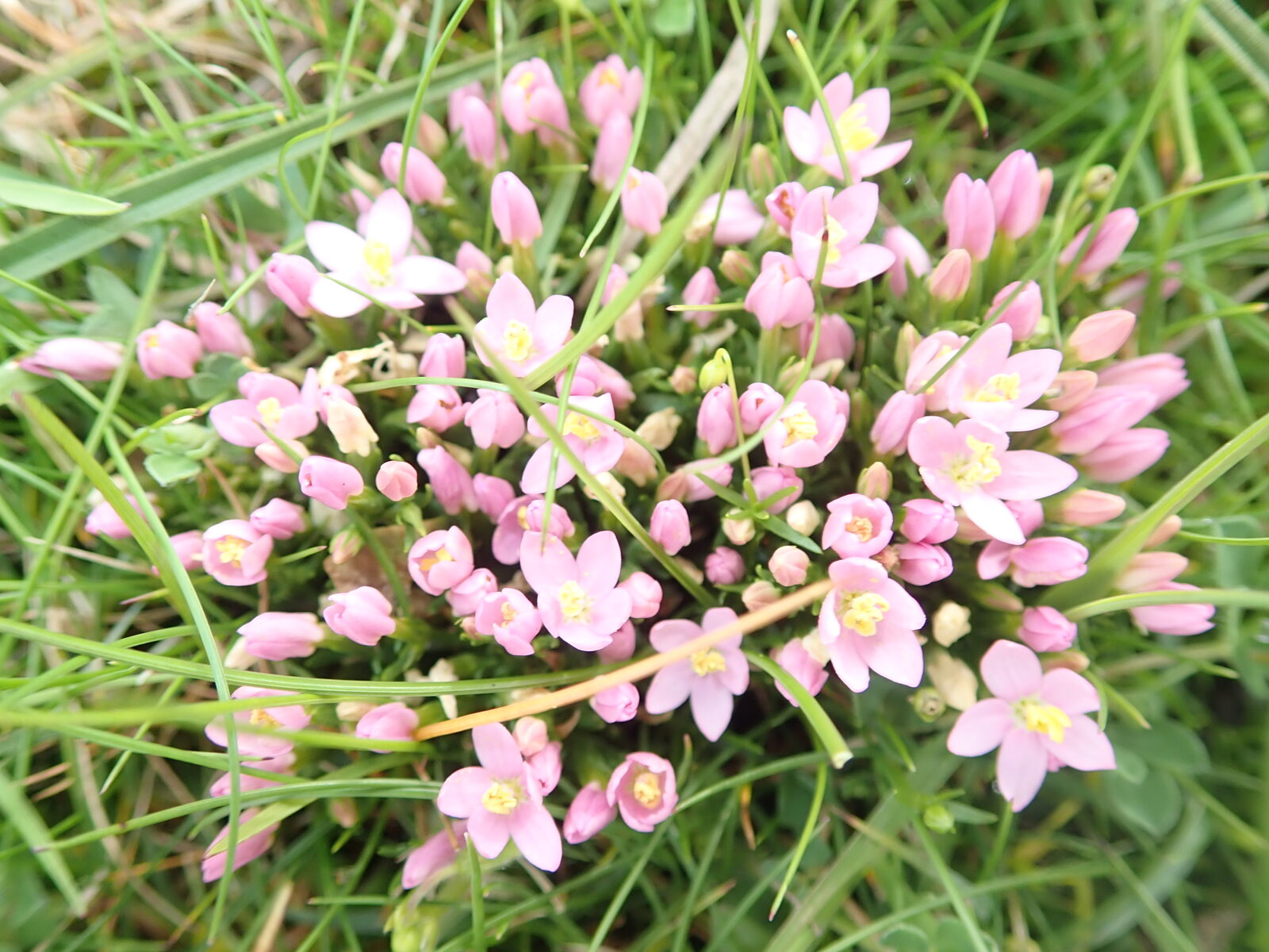 A dense cluster of pale pink five-petalled common centaury flowers among grass