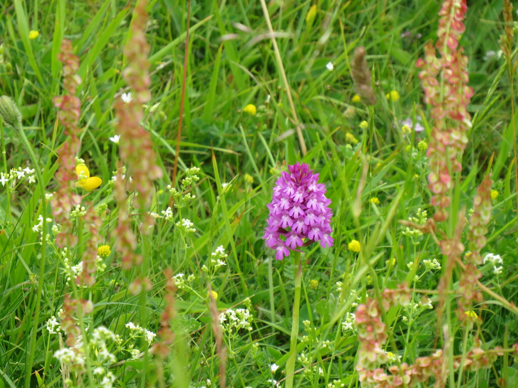 A pyramidal orchid flowering in short chalk grassland surrounded by grasses and small yellow and white flowers