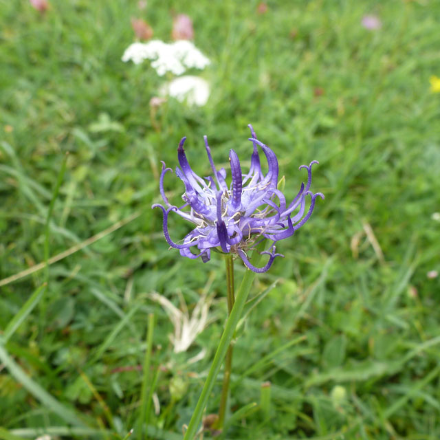 Round-headed rampion, a violet-blue flower head of curved horn-like florets, growing in short grass